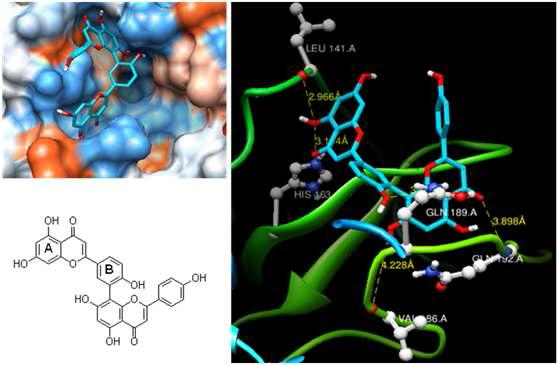 Amentoflavone의 molecular docking을 통한 가상 결합 구조.