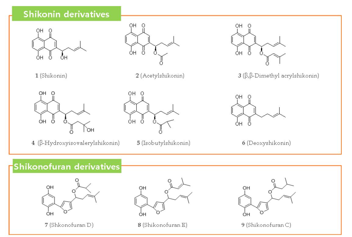 지치로부터 분리/구조분석한 쉬코닌 유도체들의 화학적 구조.