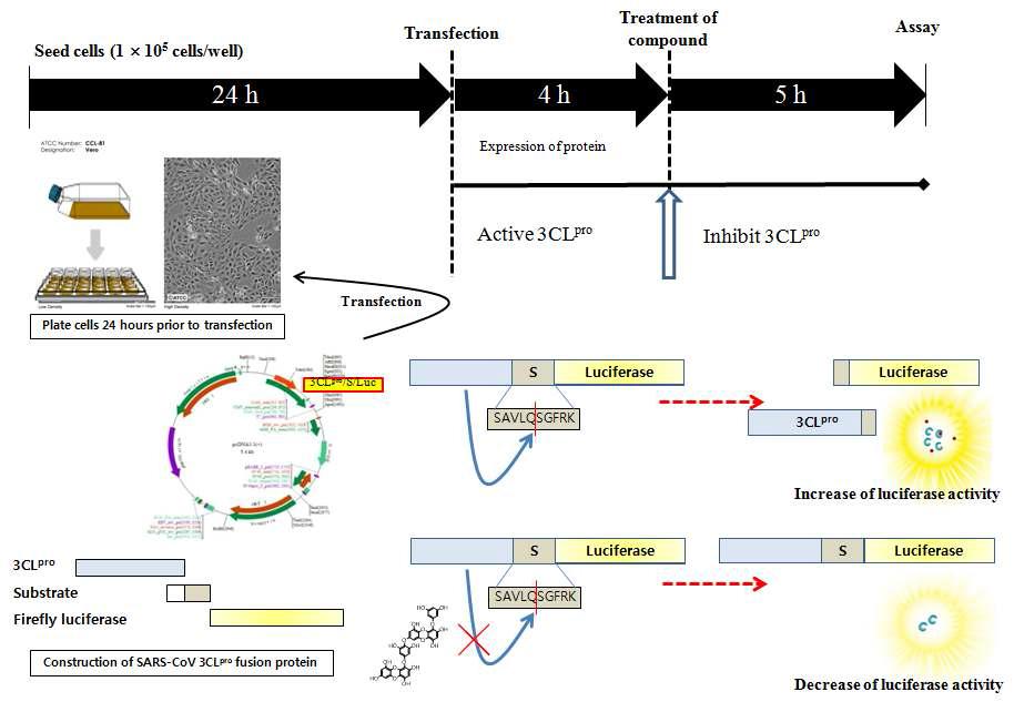 SARS-CoV 3CLpro cell-based cis-cleavage assay system 구축 모식도