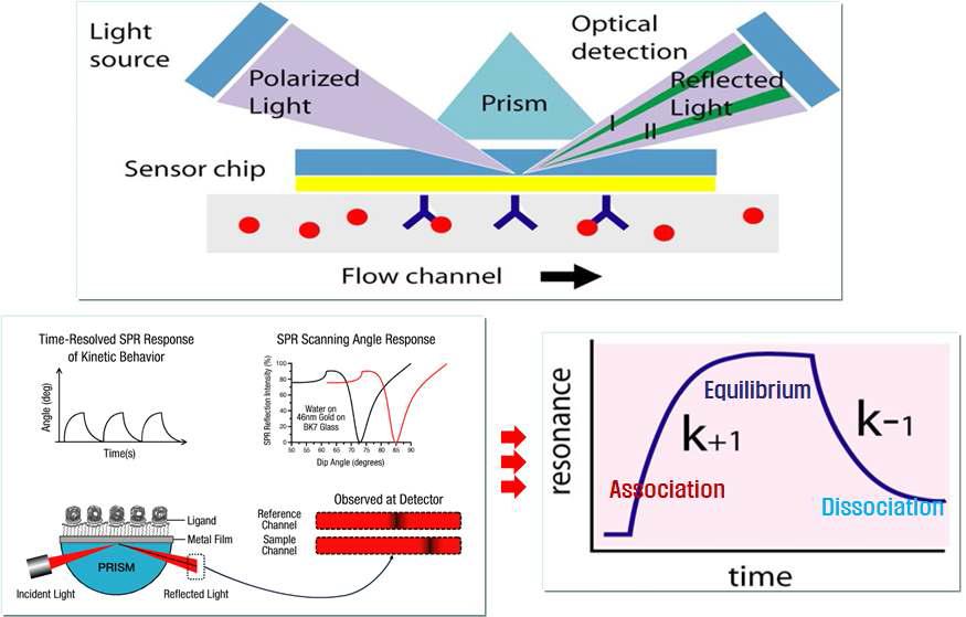 Surface Plasmon Resonance (SPR)의 원리