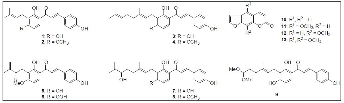 신선초로부터 분리한 alkylated chalcone 및 coumarin 유도체의 구조.