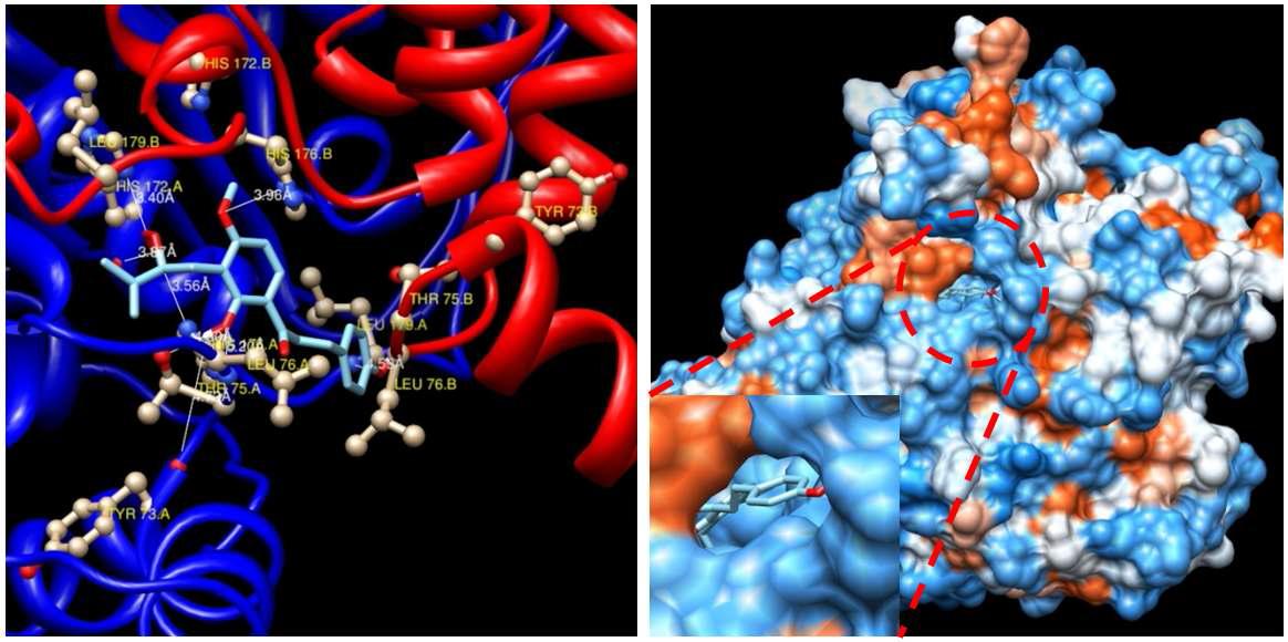 신선초(A. keiskei)에서 분리분석된 xanthoangelol E/PLP molecular docking