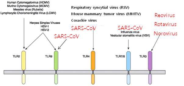 Virus interactions with TLRs