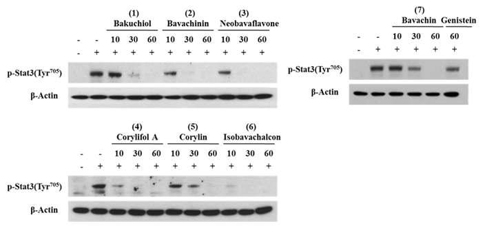 파고지 화합물들의 IL-6유도 STAT3 인산화 저해활성