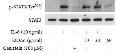 KR-300 에틸아세테이트 분획물의 IL-6유도 STAT3 인산화 저해활성