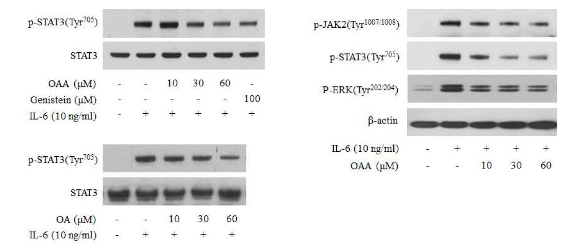 OAA와 OA 화합물의 IL-6 유도 STAT3 인산화 저해활성