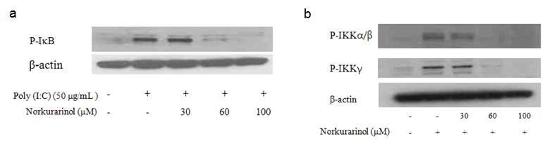 Norkurarinol의 poly(I:C) 유도 IκB, IKKα/β 및 IKKγ 인산화 저해효과