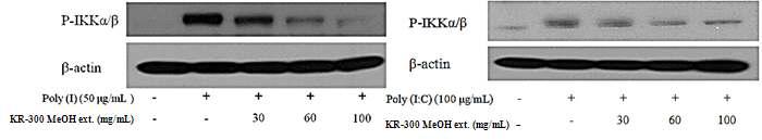 KR-300 메탄올 추출물의 poly (I) 및 poly(I:C) 유도 IKKα/β 인산화 저해 효과
