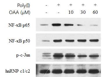 TLRs의 하위기전인 NF-kB와 p-c-Jun 단백질의 핵 내 이동에 대한 KR-301의 효과