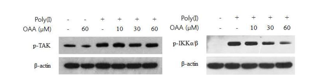 IKKα/β와 TAK1의 인산화에 대한 KR-301의 효과