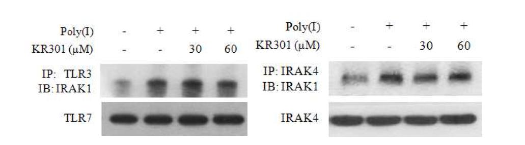 TLR과 adaptor molecule들의 결합에 대한 KR301의 작용기작 효과