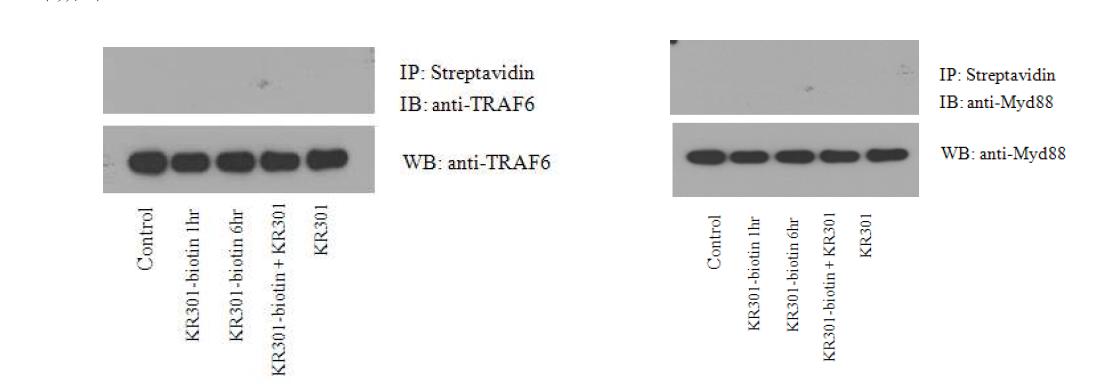 KR-301은 TLRs의 상위기전 단백질인 TRAF6와 MyD88과는 결합하지 않음