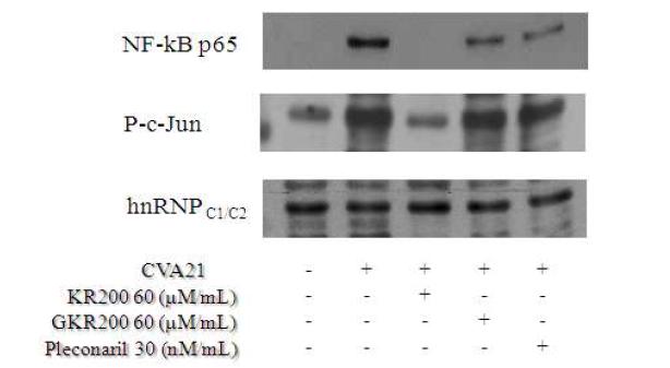 KR-200의 coxsackievirus A21 감염에 의해 유도되는 NF-kB 와 AP-1의 발현에 미치는 영향