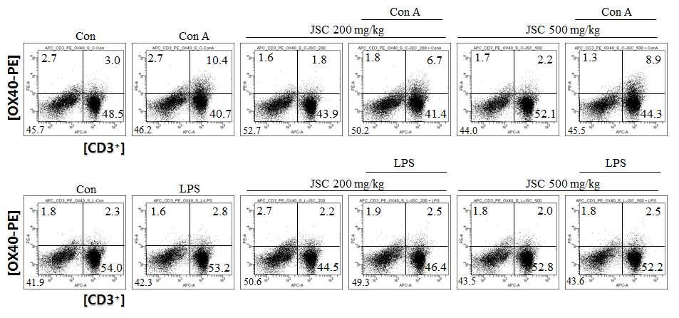JSC를 경구 투여한 마우스에서 splenic lymphocyte의 OX40 발현 분석