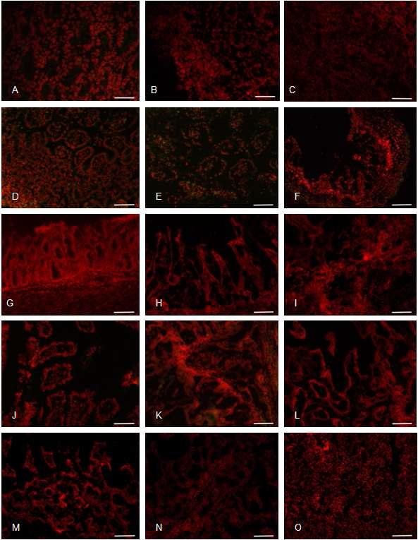 Antigen distribution in the duodenum, jejunum, ileum. (A-C) Duodenum, jejunum and ileum sampled from mock-inoculated piglets showing negative reaction in the villi epithelium for rotavirus antigen. (D-E) Duodenum, jejunum and ileum sampled from piglets inoculated with a G5P[7] strain showing positive reactions in the villi epithelium for rotavirus antigen. (G-I) Duodenum, jejunum and ileum sampled from piglets treated with 100 mg/ml JSC showing positive reactions in few of villi epithelium for rotavirus antigen. (J-K) Duodenum, jejunum and ileum sampled from piglets treated with 400 mg/ml JSC showing negative reactions in the villi epithelium for rotavirus antigen. Indirect immunofluorescence assay with monoclonal antibody specific to VP6 protein of group A rotavirus.