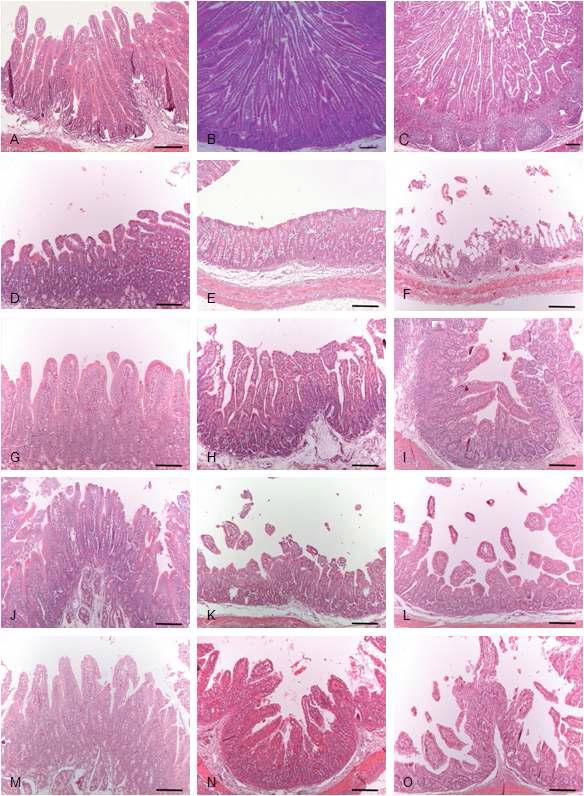 Comparison of hitological changes of small intestine sampled from normal piglets, and mock-treated and drug candidate-treated piglets after the induction of rotavirus diarrhea. (A-C) Duodenum, jejunum, and ileum sampled from the normal piglets: Unaltered duodenum, jejunum & ileum showing long and slender villi. (D-F) Duodenum, jejunum, and ileum sampled from piglets inoculated with a G5P[7] strain exhibiting severe atrophy and fusion of villi. (G-I) Duodenum, jejunum, and ileum sampled from piglets treated with ST-100 in saline after diarrhea induction by the inoculation of a porcine rotavirus G5P[7] strain showing severe atrophy and fusion of villi, crypt hyperplasia. (J-L) Duodenum, jejunum, and ileum sampled from piglets starved for 1 day before treatment of ST-100 in saline revealing severe atrophy and fusion of villi. (M-O) Duodenum, jejunum, and ileum sampled from piglets treated with ST-100 in milk showing severe villi atrophy and fusion. H&E stain.