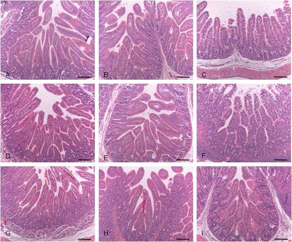 Comparison of hitological changes of small intestine sampled from normal piglets, and mock-treated and drug candidate-treated piglets after the induction of rotavirus diarrhea. See normal and histopathological changes of small intestine in the upper figures. (A-C) Duodenum, jejunum, and ileum sampled from piglets treated with a mixture of 100 mg/ml JSC and 3 g ST-100 showing mild villi atrophy and crypt hyperplasia. (E-F) Duodenum, jejunum, and ileum sampled from piglets treated with a mixture of 200 mg/ml JSC and 3 g ST-100 exhibiting mild villi atrophy and crypt hyperplasia. (G-I) Duodenum, jejunum, and ileum sampled from piglets treated with a mixture of 400 mg/ml JSC and 3 g ST-100 revealing slight villi atrophy and crypt hyperplasia. H&E stain.