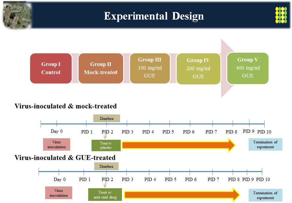 Experimental design for evaluating anti-rotavirus effects of methanol-extracted KW-200. Experimental animals were randomly allocated into 5 groups in which group I was mock-inoculated and mock-treated, group II was virus-inoculated and mock-treated, group III was virus-inoculated and 100 mg KW-200-treated, group IV was virus-inoculated and 200 mg KW-200-treated, and group V was virus-inoculated and 400 mg/mg KW-200-treated. KW-200-treated groups were administrated for 7 days after occurrence of rotavirus diarrhea. All piglets inoculated with rotavirus G5P[7] strain K85 showed diarrhea at day post-inoculation (DPI) 2. Experiments were terminated at DPI 10. All animals died during the experimental period or at the termination of experiment were immediately necropsied and all specimens including the fecal samples, organs or tissues were sampled and used for further examinations.