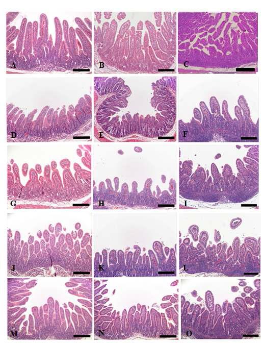 Histopathological changes of small intestine sampled from control and KW-200 fraction-treated groups. (A-C) Control piglet shows unaltered duodenum (A), jejunum (B) and ileum (C) with long and slender villi. (D-F) Piglet inoculated with RVA displays severe villi atropy and crypt hyperplasia in the duodenum (D), jejunum (E) and ileum (F). (G-I) Piglet treated with 10 mg/ml KW-200 fraction exhibits no improvement of lesion changes in the duodenum (G), jejunum (H) and ileum (I). (J-L) Piglet treated with 25 mg/ml KW-200 fraction reveals slight improvement of lesion changes in the duodenum (J), jejunum (K) and ileum (L). (M-O) Piglet treated with 50 mg/ml KW-200 shows moderate restored villi and crypt in the duodenum (M), jejunum (N) and ileum (O). Bars = 200 μm.