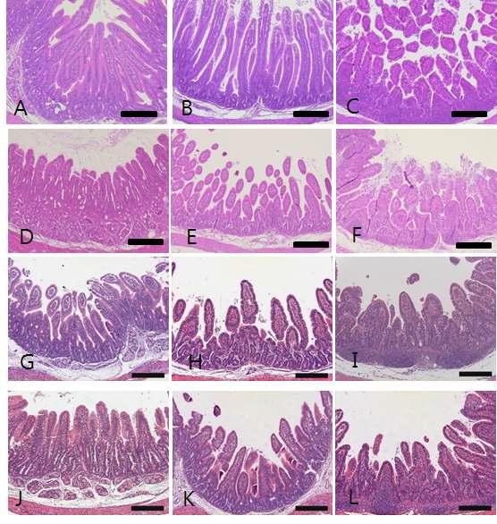 Histopathological changes of small intestine sampled from control and glycyrrhizin-treated groups. (A-C) Control piglet shows unaltered duodenum (A), jejunum (B) and ileum (C) with long and slender villi. (D-F) Piglet inoculated with RVA displays severe villi atropy and crypt hyperplasia in the duodenum (D), jejunum (E) and ileum (F). (G-I) Piglet treated with 100 mg/ml glycyrrhizin exhibits no improvement of lesion changes in the duodenum (G), jejunum (H) and ileum (I). (J-L) Piglet treated with 200 mg/ml glycyrrhizin reveals no improvement of lesion changes in the duodenum (J), jejunum (K) and ileum (L). Bars = 200 μm.