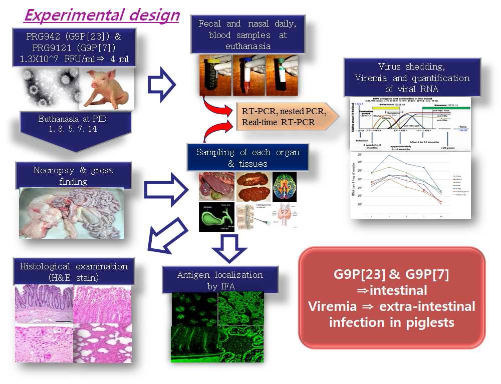 Experimental design for determining pathogenicity of porcine G9P[7] and G9P[23] rotavirus strains in piglets.