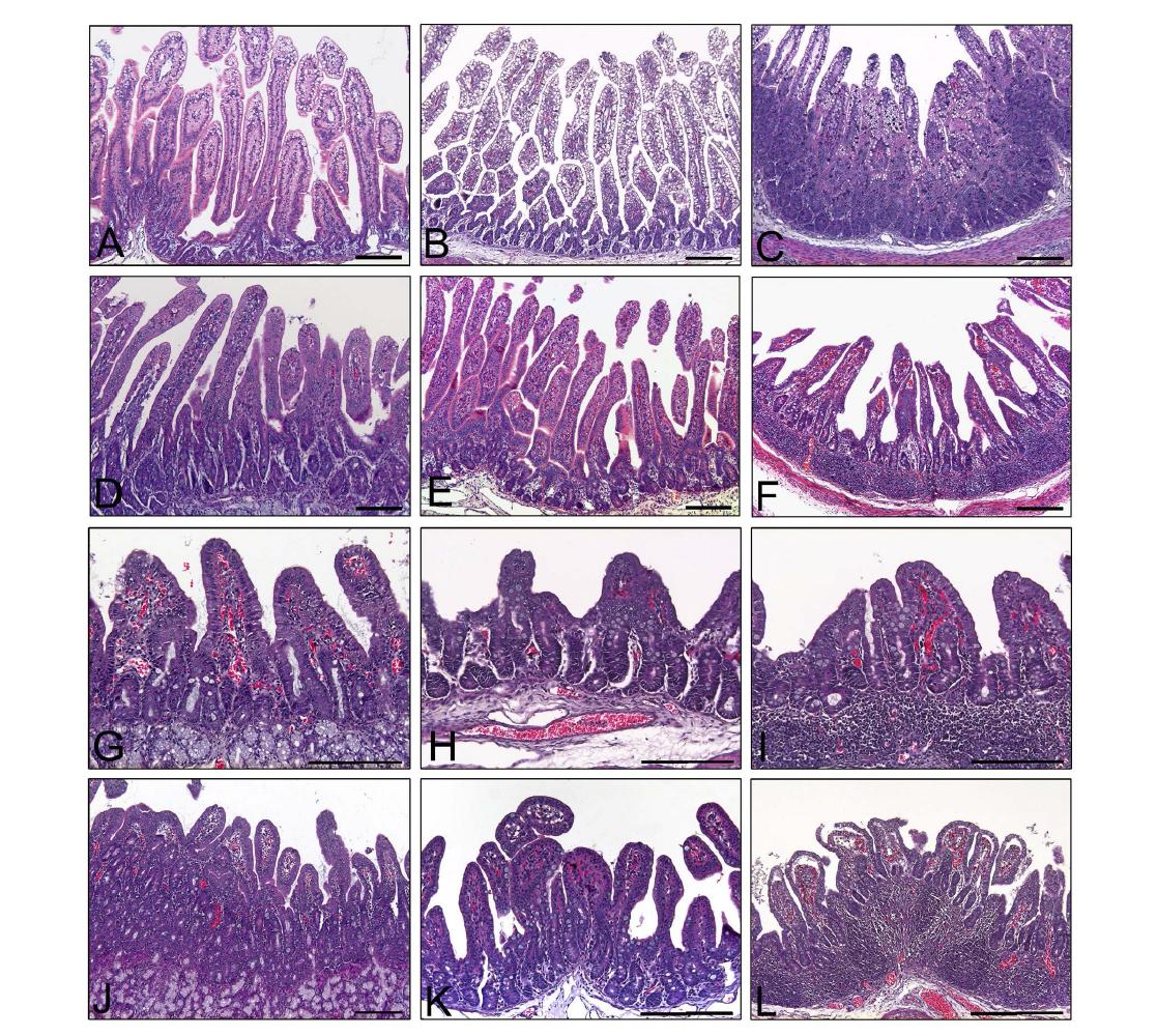 Histopathological changes in the small intestine of piglets inoculated with PRG942 (G9P[23]) strain. Duodenum (A), jejunum (B), and ileum (C) from a mock-inoculated piglet had normal structure of mucosal membrane. Duodenum (D), jejunum (E), and ileum (F) sampled from a piglet inoculated with PRG942 (G9P[23]) strain at DPI 1 showed mild to moderate mucosal changes. Duodenum (G), jejunum (H), and ileum (I) sampled from a piglet inoculated with PRG942 (G9P[23]) strain at DPI 3 showed marked mucosal changes including the widespread villous atrophy (up-down arrow) and fusion (arrows), and increased crypt depth (up-wards arrow). Duodenum (J), jejunum (K), and ileum (L) sampled from a piglet inoculated with PRG942 (G9P[23]) strain at DPI 7 had marked mucosal changes. Samples were stained with hematoxylin and eosin stain. Bars A. L = 200 μm.