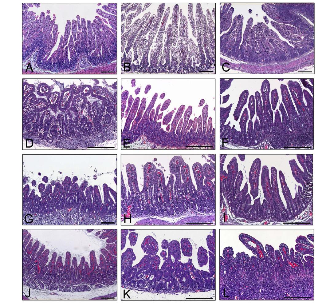 Histopathological changes in the small intestine of piglets inoculated with PRG9121 (G9P[7]) strain. Duodenum (A), jejunum (B), and ileum (C) from a mock-infected piglet had normal structure of mucosal membrane. Duodenum (D), jejunum (E), and ileum (F) sampled from a piglet infected by PRG9121 (G9P[7]) strain at DPI 1 showed mild to moderate mucosal changes. Duodenum (G), jejunum (H), and ileum (I) sampled from a piglet inoculated with PRG9121 (G9P[7]) strain at DPI 3 showed marked mucosal changes including the widespread villous atrophy (up-down arrow) and fusion (arrows), and increased crypt depth (up-wards arrow). Duodenum (J), jejunum (K), and ileum (L) sampled from a piglet inoculated with PRG9121 (G9P[7]) strain at DPI 7 had marked mucosal changes. Samples were stained with hematoxylin and eosin stain. Bars A. L = 200 μm.