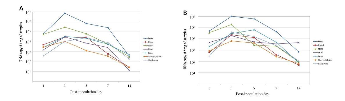 Quantification of RVA RNA by SYBR Green real-time RT-PCR. Real-time RT-PCR was performed with the feces, serum, mesenteric lymph node (MLN), liver, lung, choroid plexus, and nasal swab sampled from piglets inoculated with porcine G9 RVA strain PRG942 (G9P[23]) (A) and PRG9121 (G9P[7]) (B). The geometric means of viral RNA copy number per mg of tissue are displayed.