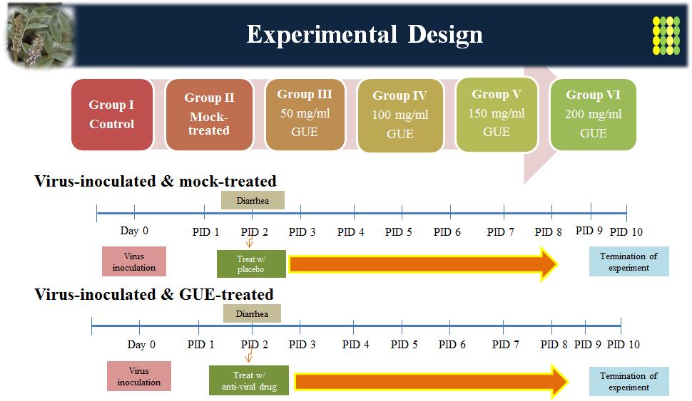 Experimental design for evaluating anti-rotavirus effects of compression-extracted KW-200 immediately after harvesting. Experimental animals were randomly allocated into 6 groups in which group I was mock-inoculated and mock-treated, group II was virus-inoculated and mock-treated, group III was virus-inoculated and 200 mg KW-200-treated, group IV was virus-inoculated and 400 mg KW-200-treated, gorup V was virus-inoculated and 600 mg KW-200-treated, and group VI was virus-inoculated and 800 mg KW-200-treated. KW-200-treated groups were administrated for 7 days after occurrence of rotavirus diarrhea. All piglets inoculated with rotavirus G5P[7] strain K85 showed diarrhea at day post-inoculation (DPI) 2. Experiments were terminated at DPI 10. All animals died during the experimental period or at the termination of experiment were immediately necropsied and all specimens including the fecal samples, organs or tissues were sampled and used for further examinations.