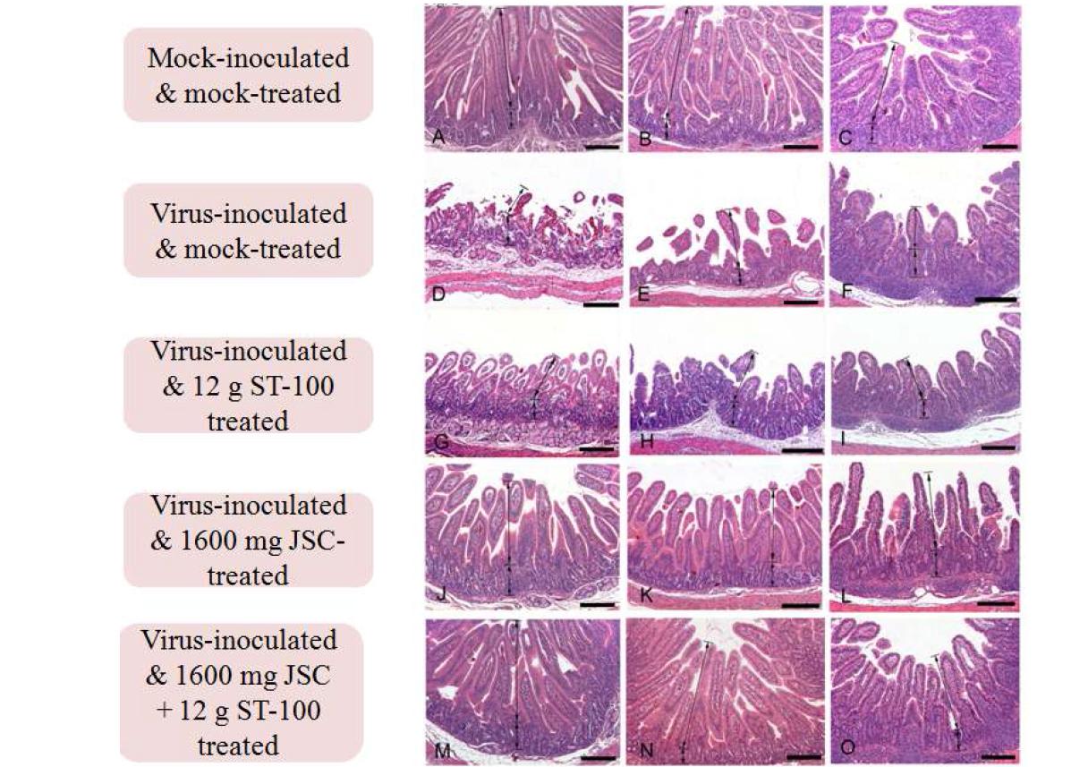 Histopathological changes of small intestine sampled from control and ST-100-JSC combination-treated groups. (A-C) Control piglet shows unaltered duodenum (A), jejunum (B) and ileum (C) with long and slender villi. (D-F) Piglet inoculated with RVA displays severe villi atropy and crypt hyperplasia in the duodenum (D), jejunum (E) and ileum (F). (G-I) Piglet treated with 12 g ST-100 exhibits no improvement of lesion changes in the duodenum (G), jejunum (H) and ileum (I). (J-L) Piglet treated with 1600 mg JSC reveals moderate improvement of lesion changes in the duodenum (J), jejunum (K) and ileum (L). (M-O) Piglet treated with 1600 mg JSC plus 12 g ST-100 shows markedly restored villi and crypt in the duodenum (M), jejunum (N) and ileum (O). (P-R) Piglet treated with 400 mg/ ml KW-200 shows unaltered duodenum (P), jejunum (Q) and ileum (R) with long and slender villi. Hematoxyline and eosin stain. Bars = 200 μm.