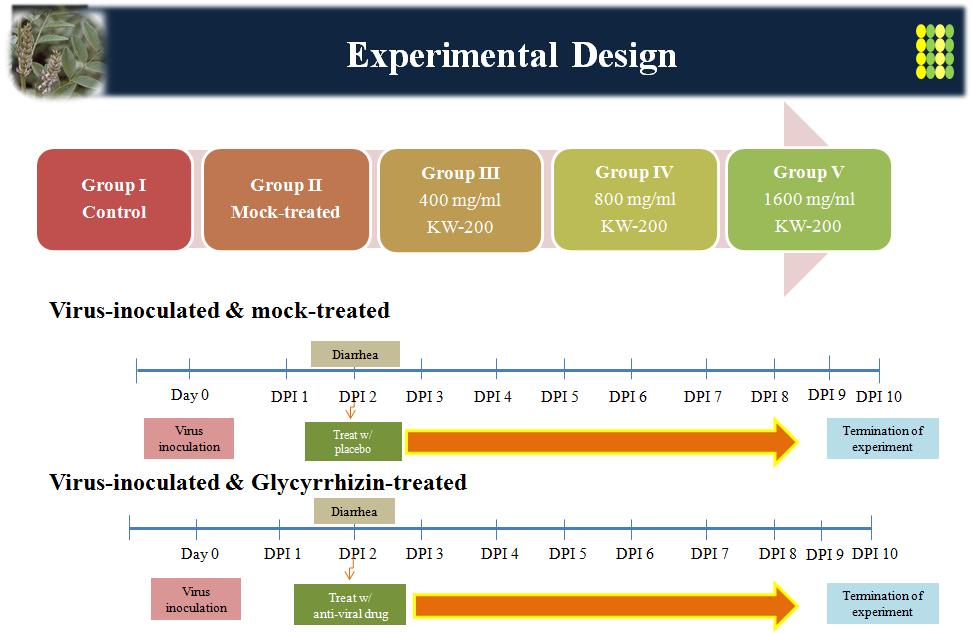 Experimental design for reevaluating anti-rotavirus effects of KW-200 for addressing the points raised by reviewers. Experimental animals were randomly allocated into 5 groups in which group I was mock-inoculated and mock-treated, group II was virus-inoculated and mock-treated, group III was virus-inoculated and 400 mg KW-200-treated, group IV was virus-inoculated and 800 mg KW-200-treated, and gorup V was virus-inoculated and 1600 mg KW-200-treated. KW-200-treated groups were administrated for 7 days after occurrence of rotavirus diarrhea. All piglets inoculated with rotavirus G5P[7] strain K85 showed diarrhea at day post-inoculation (DPI) 2. Experiments were terminated at DPI 10. All animals died during the experimental period or at the termination of experiment were immediately necropsied and all specimens including the fecal samples, organs or tissues were sampled and used for further examinations.