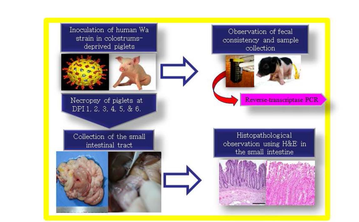 Experimental design for establishing human rotavirus experimental model. Piglets produced from sows by hysterectomy were kept in germ-free isolators. Experimental animals were inoculated with a human rotavirus strain Wa at 4 days old and euthanasied at day post-inoculation 1-6. Clinical signs including the diarrhea were monitored everyday and fecal specimens were sampled daily. All experimental animals. At necropsy, duodenum, jejunum and ileum were sampled for histopathological examination.