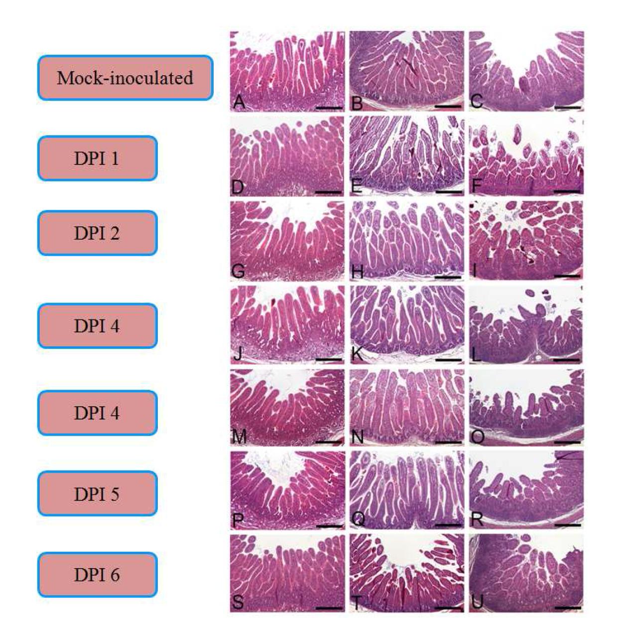 Histopathological findings of the small intestine in colostrums-derpived piglets inoculated with human rotavirus Wa strain.