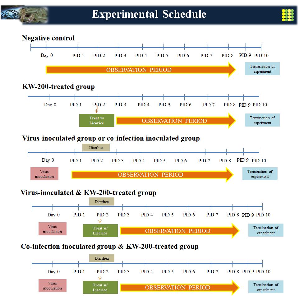 Experimental design for evaluating anti-rotavirus and anti-coronavirus effects of methanol-extracted KW-200. The experimental schedule for evaluating anti-rotavirus and anti-coronavirus effects of KW-200 was determined based on the 3rd and 4th year data (Alfajaro et al., 2012).