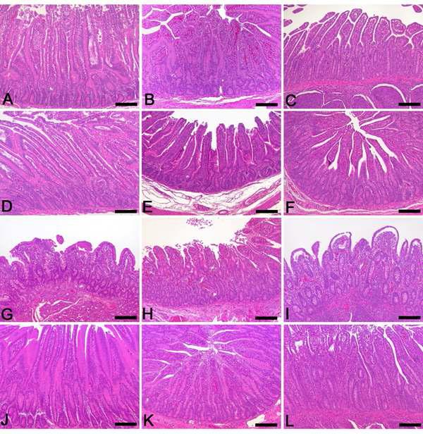 Histopathological changes of small intestine sampled from control and KW-200-treated groups. (A-C) Control calf shows unaltered duodenum (A), jejunum (B) and ileum (C) with long and slender villi. (D-F) Calf treated with KW-200 alone reveals normal duodenum (D), jejunum (E) and ileum (F) with long and slender villi. (G-I) Calf inoculated with RVA displays severe villi atrophy and crypt hyperplasia in the duodenum (G), jejunum (H) and ileum (I). (J-L) Calf treated with KW-200 after induction of rotavirus diarrhea exhibits moderate restored villi and crypt in the duodenum (J), jejunum (K) and ileum (L). Bars = 200 μm.