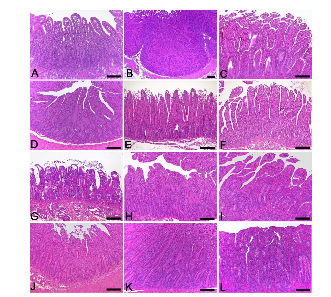 Histopathological changes of small intestine sampled from control and KW-200-treated groups. (A-C) Control calf shows unaltered duodenum (A), jejunum (B) and ileum (C) with long and slender villi. (D-F) Calf treated with KW-200 alone reveals normal duodenum (D), jejunum (E) and ileum (F) with long and slender villi. (G-I) Calf inoculated with bovine rotavirus and coronavirus displays severe villi atrophy and crypt hyperplasia in the duodenum (G), jejunum (H) and ileum (I). (J-L) Calf treated with KW-200 after diarrhea induction by experimental inoculation of both bovine rotavirus and coronavirus exhibits moderate restored villi and crypt in the duodenum (J), jejunum (K) and ileum (L). Bars = 200 μm.