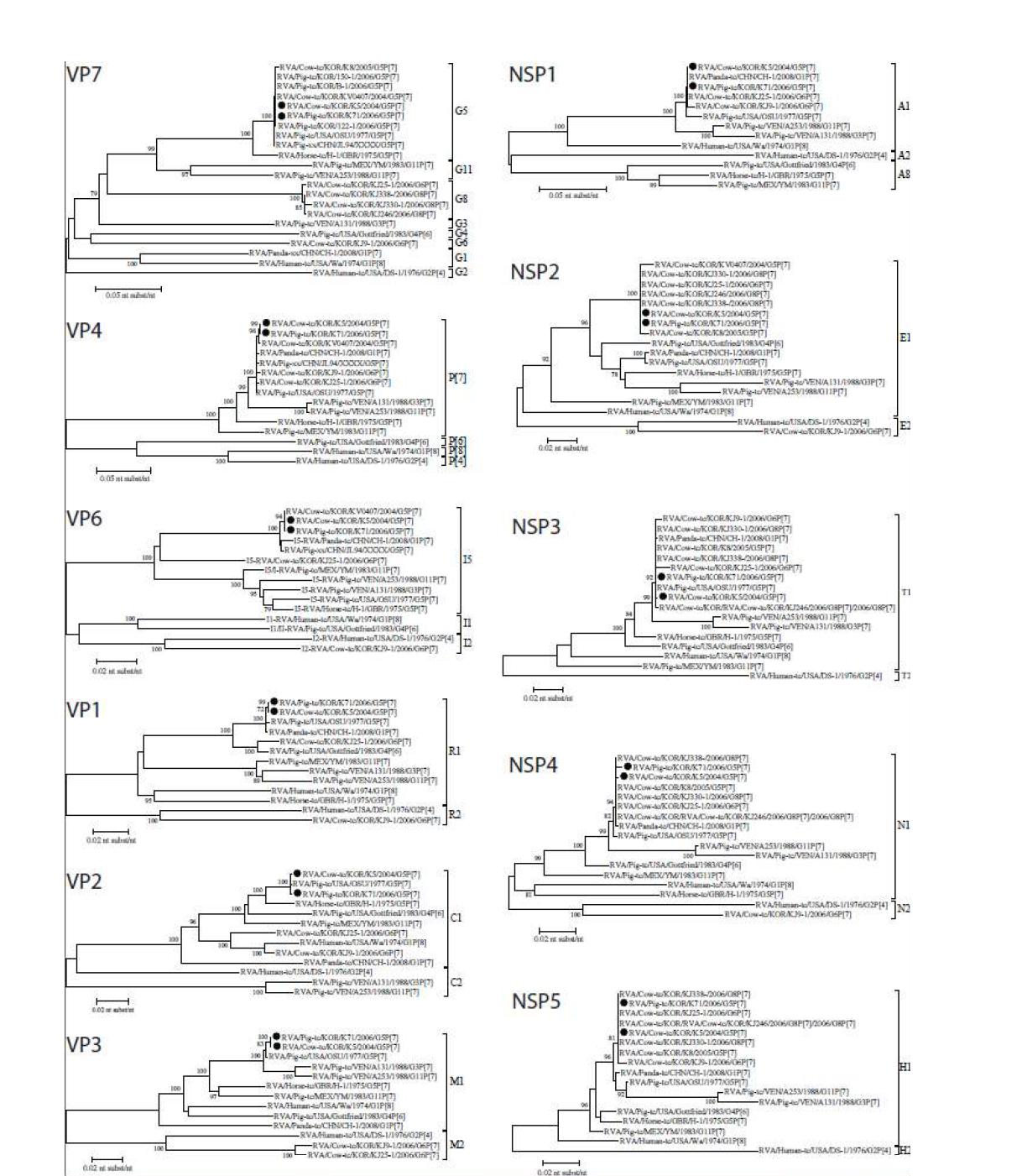 Phylogenentic trees based on the full length nucleotide sequence of the 11 genomic segments of porcine G5P[7] K71 and porcine-like bovine G5P[7] K5 strains in comparison with reference RVA strains. The full length sequence of the 11 segments of porcine G5P[7] K71 and porcine-like bovine G5P[7] K5 strains were aligned, and phylogenetic trees were constructed using the neighbor-joining method with 1000 bootstrap replicates. Genetic distances were calculated using Kimura-2 correction parameter at the nucleotide level.