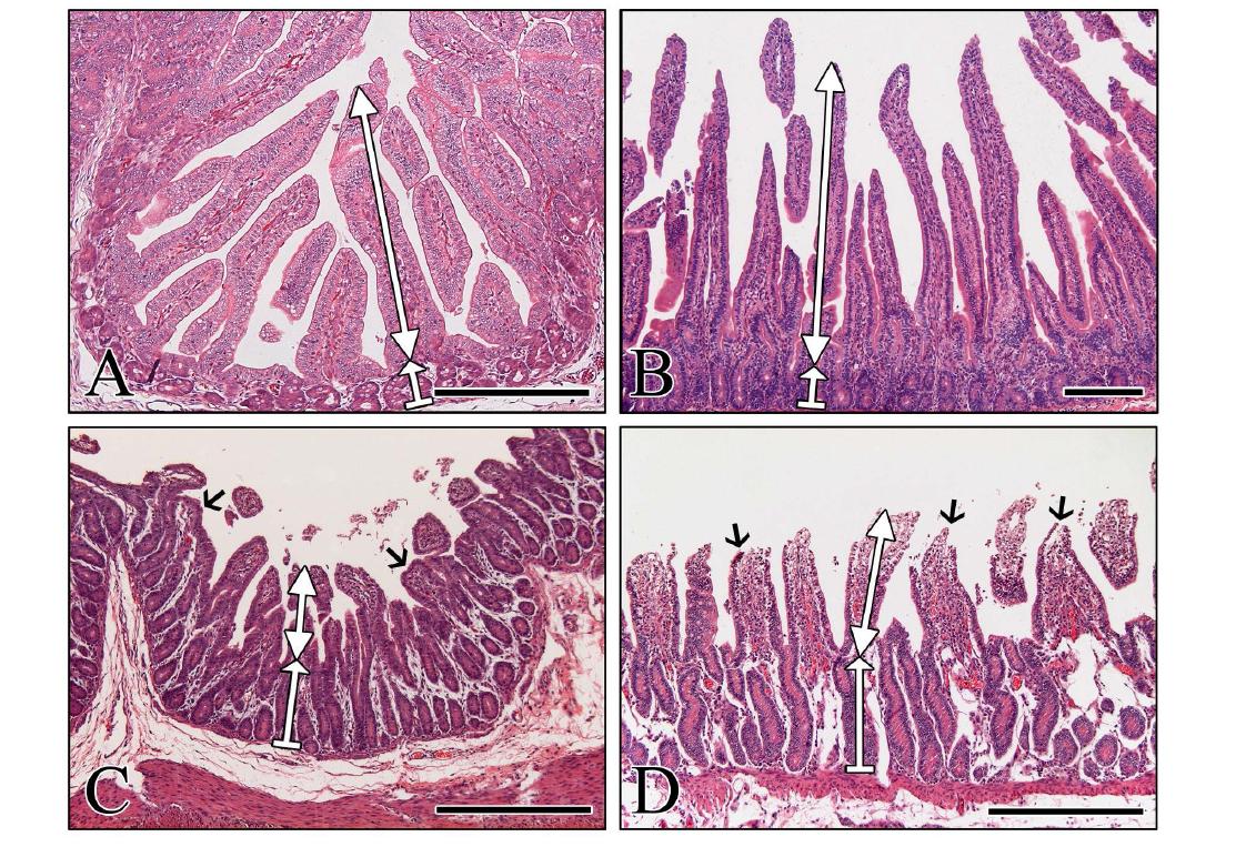 Histopathological changes in the small intestine of calves and piglets infected with the bovine G5P[7] RVA strain K5. (A and B) Duodenum sampled from mock-inoculated piglet (A) and calf (B) had normal long slender villi (up-down arrow) and short crypt (up-wards arrow) in the mucosal membrane. (C) Duodenum sampled from a virus-infected piglet at DPI 3 showed severe villous atrophy (up-down arrow), villous fusion (arrows), and increased crypt depth (up-wards arrow). (D) Duodenum sampled from a virus-infected calf at DPI 3 had severe villous atrophy (up-down arrow), villous fusions (arrows) and increased crypt depth (up-wards arrow). Hematoxyline and eosin stain. Bars denote 400 μm.