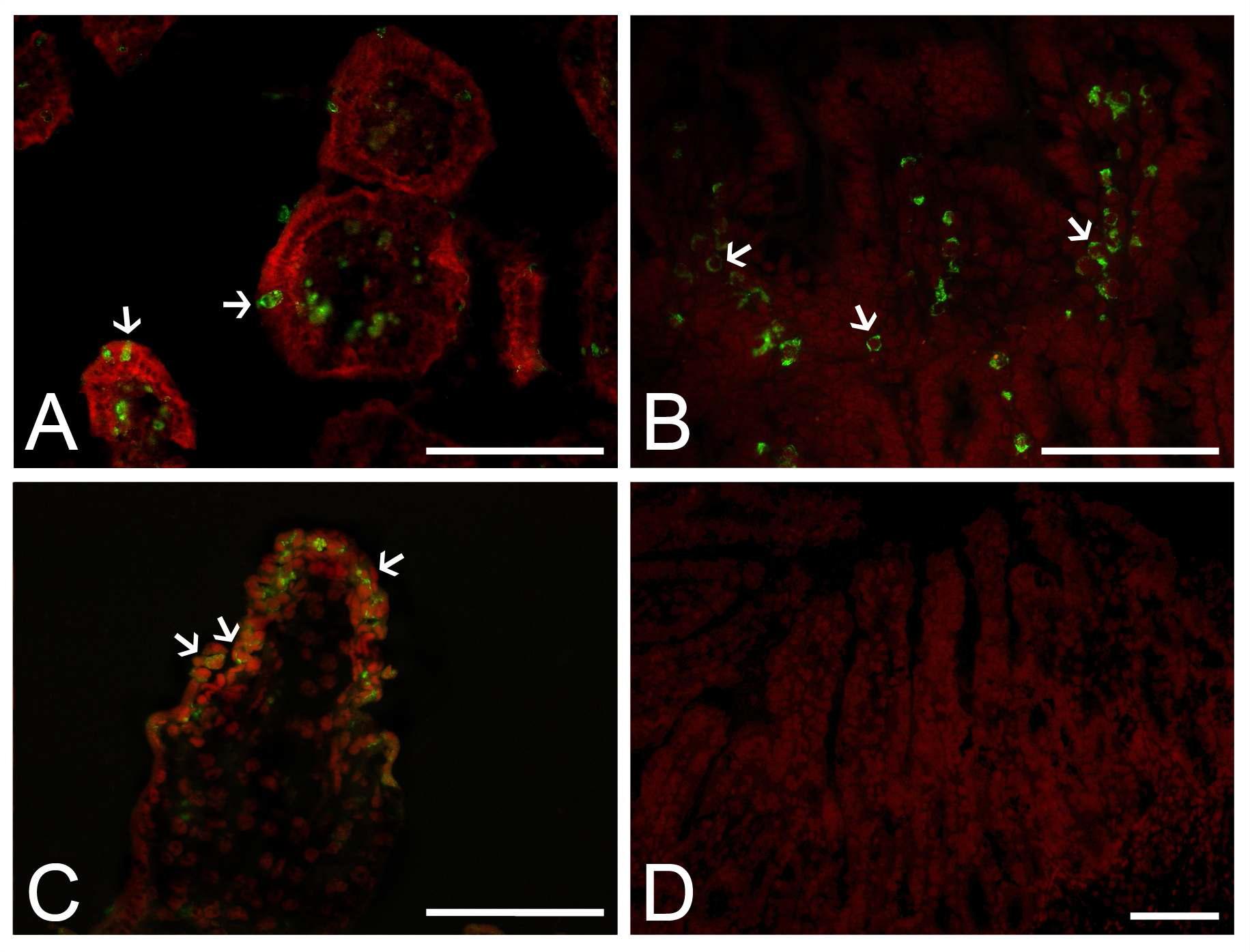 Distribution of RVA antigen-positive cells of porcine and bovine G5P[7] strains in the duodenum. (A and B) Duodenum sampled at DPI 3 from a piglet (A) and a calf (B) infected with bovine K5 strain had antigen-positive cells (arrows) in the villi. (C and D) K71 RVA antigen-positive cells (arrows) were detected in the villi of duodenum sampled from a virus inoculated piglet at DPI 1 (C), but not in those from a virus inoculated calf (D). Indirect immunofluorescence assay with monoclonal antibody against the VP6 protein of strain OSU. Bars denote 100 μm.