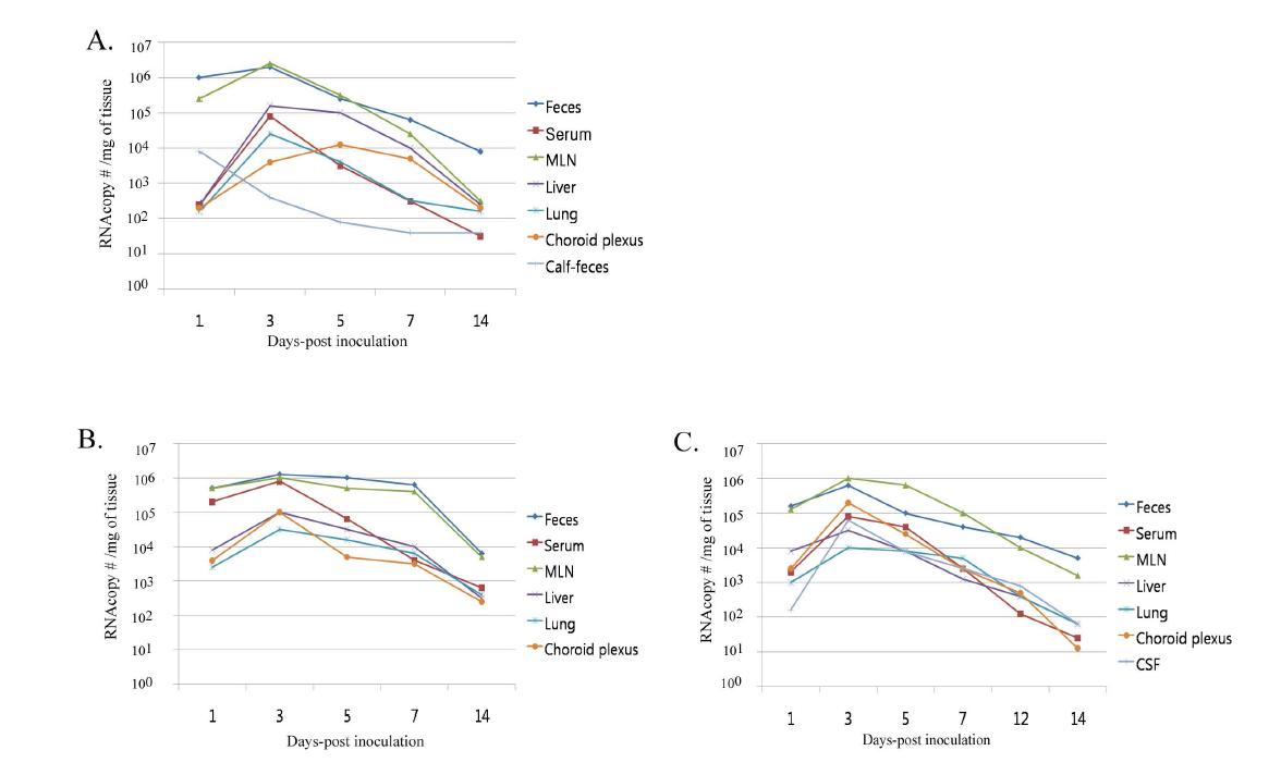 Quantification of RVA RNA copy numbers by SYBR Green real-time RT-PCR in the feces, serum, mesenteric lymph node (MLN), liver, lung, and choroid plexus. (A) The sequential changes of viral RNA copy numbers of a porcine G5P[7] strain in the feces, serum, MLN, liver, lung and choroid plexus sampled from virus-infected piglets. Fecal specimens sampled from porcine G5P[7] K71 strain-inoculated calves were also examined by real-time RT-PCR. Note that viral RNA copy numbers in the feces from virus-inoculated calves were markedly lower than those from virus-inoculated piglets. (B and C) The sequential changes of viral RNA copy numbers in the feces, serum, MLN, liver, lung, and choroid plexus sampled from virus-inoculated piglets (B) or calves (C) were similar to each other. The geometric means of virus RNA copy numbers per mg of each sample are displayed.