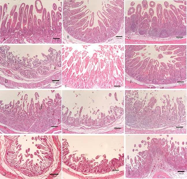 Duodenum, Jejunum, Ileum: A-C, Piglets inoculated with G5P7 rotavirus (5 x 104/ml virus titer). A Moderate changes in the duodenum. B Moderate changes in the jejunum. C Moderate changes in the ileum. D-F, G5P7 (5 x 10/ml5) strain inoculated piglets. D Severe villi atrophy and villi hyperplasia in the duodenum. E. Moderate villi atrophy and villi hyperplasia in the jejunum. F. Moderate villi atrophy and crypt hyperplasia in the ileum. G-I, G5P7(5x106/ml) inoculated piglets. G Severe villi atrophy and villi hyperplasia in the duodenum. H Severe villi atrophy and villi hyperplasia in the jejunum. I Severe villi atrophy and crypt hyperplasia in the ileum. J-L, G5P7(5x107/ml) inoculated piglets. J Severe villi atrophy and crypt hyperplasia in the duodenum. K Severe villi atrophy and crypt hyperplasia in the jejunum. L Marked villi atrophy and crypt hyperplasia in the ileum. Hematoxylin and eosin stain. Bar: A -L, 150㎛.