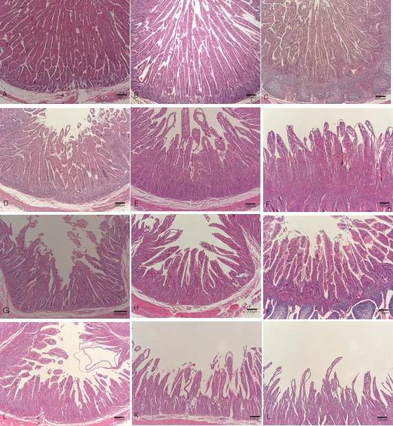 Duodenum, Jejunum and Ileum: calf. A -C, Mock-inoculated control calf. Normal duodenum (A ), jejunum (B) and ileum (C) showing long and slender villi. D-L, G8P[7] strain inoculated calves. D Mild villi atrophy and crypt hyperplasia in the duodenum at PID(Post-inoculation day) 1. E Mild villi atrophy and crypt hyperplasia in the jejunum at PID 1. F Mild villi atrophy and crypt hyperplasia in the ileum at PID 1. G Moderate villi atrophy and crypt hyperplasia in the duodenum at PID 3. H Moderate villi atrophy and crypt hyperplasia in the jejunum at PID 3. I Moderate villi atrophy and crypt hyperplasia in the ileum at PID 3. J Severe villi atrophy and crypt hyperplasia in the duodenum at PID 7. K Severe villi atrophy and crypt hyperplasia in the jejunum at PID 7. L Severe villi atrophy and crypt hyperplasia in the ileum at PID 7. Hematoxylin and eosin stain. Bar: A -L, 200㎛.