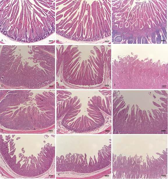 Duodenum, Jejunum and Ileum: calf. A -C, Mock-inoculated control calf. Normal duodenum (A ), jejunum (B) and ileum (C) showing long and slender villi. D-L, G5P[7] strain inoculated calves. D Mild villi atrophy and crypt hyperplasia in the duodenum at PID(Post-inoculation day) 1. E Mild villi atrophy and crypt hyperplasia in the jejunum at PID 1. F Mild villi atrophy and crypt hyperplasia in the ileum at PID 1. G Moderate villi atrophy ,crypt hyperplasia and lyphoid cell infiltratioin in the duodenum at PID 3. H Moderate villi atrophy and crypt hyperplasia in the jejunum at PID 3. I Moderate villi atrophy and crypt hyperplasia in the ileum at PID 3. J Severe villi atrophy and crypt hyperplasia in the duodenum at PID 7. K Severe villi atrophy and crypt hyperplasia in the jejunum at PID 7. L Severe villi atrophy and crypt hyperplasia in the ileum at PID 7. Hematoxylin and eosin stain. Bar: A -L, 200㎛.