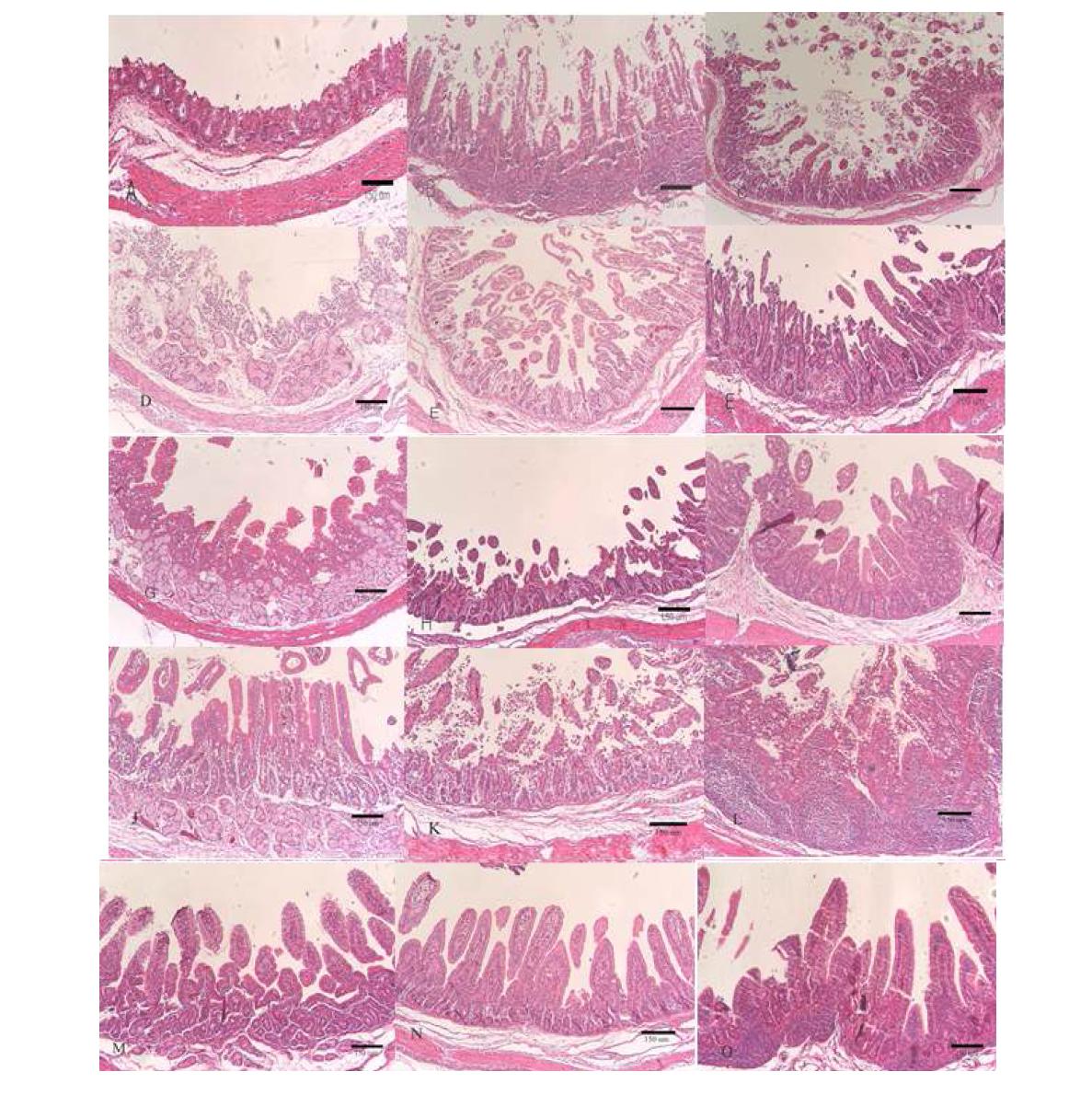 Duodenum, Jejunum, Ileum: A-C, G5P7 + 0.1 mg/ml antiviral drug inoculated piglet.