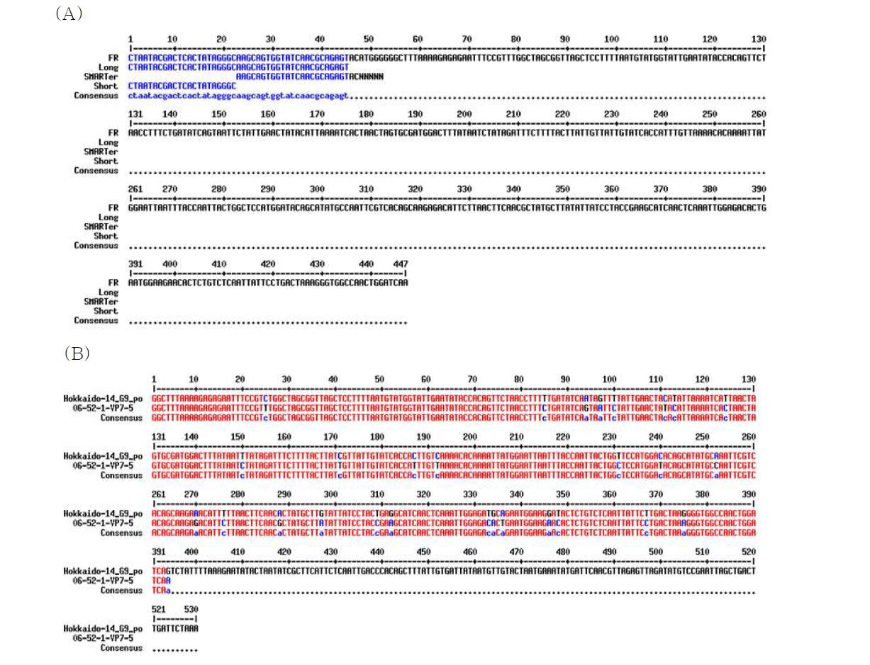 Nucleotide sequence of the VP7 gene. (A) 5' necleotide sequence of VP7 gene by RACE PCR. (B) Comparison of nucleotide sequence between protype and Korean strain.