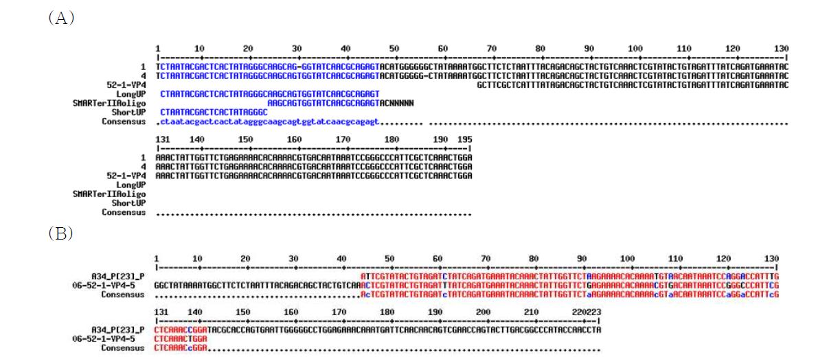 Nucleotide sequence of the VP4 gene. (A) 5' necleotide sequence of VP4 gene by RACE PCR. (B) Comparison of nucleotide sequence between protype and Korean strain.