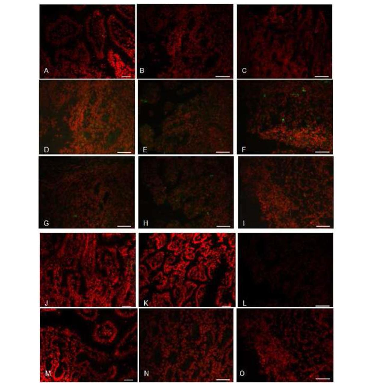 Antigen distribution in the duodenum, jejunum, ileum. (A-C) Duodenum, jejunum and ileum sampled from mock-inoculated piglets showing negative reaction in the villi epithelium for rotavirus antigen. (D-E) Duodenum, jejunum and ileum sampled from piglets inoculated with a G5P[7] strain showing positive reactions in the villi epithelium for rotavirus antigen. (G-I) Duodenum, jejunum and ileum sampled from piglets treated with 100 mg/ml JSC showing positive reactions in few of villi epithelium for rotavirus antigen. (J-K) Duodenum, jejunum and ileum sampled from piglets treated with 200 mg/ml JSC showing negative reactions in the villi epithelium for rotavirus antigen. (M-O) Duodenum, jejunum and ileum sampled from piglets treated with 400 mg/ml JSC showing negative reactions in the villi epithelium for rotavirus antigen. Indirect immunofluorescence assay with monoclonal antibody specific to VP6 protein of group A rotavirus.