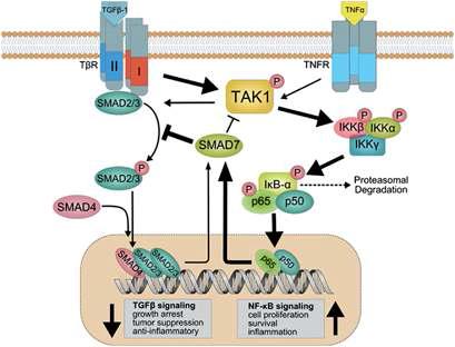 TGF-β와 NF-kB 신호 전달계사이의 cross-talk