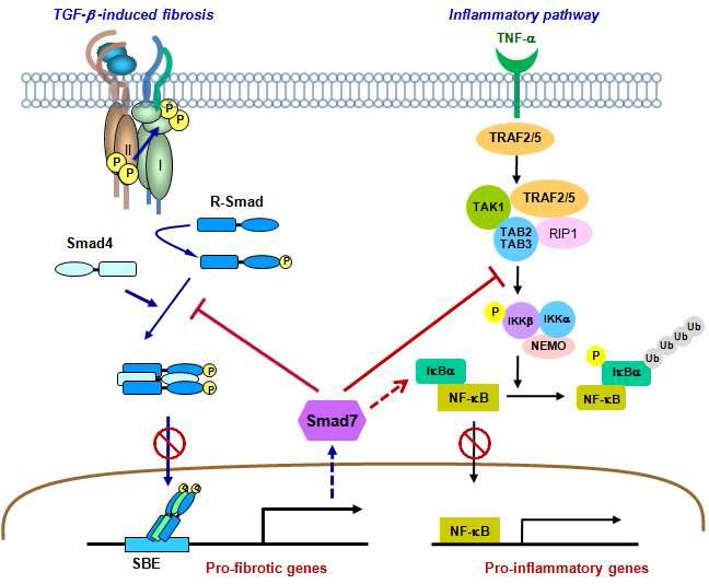 염증질환 치료제로서 Smad7의 가능성