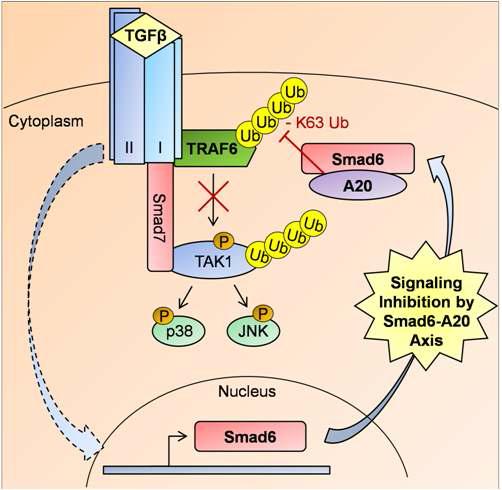 Smad6와 탈유비퀴틴화효소 A20 axis에 의한 비전형적 TGF-β 신호전달 경로의 자가조절 기전에 대한 모식도